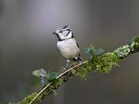 Lophophanes cristatus 9, Kuifmees, Saxifraga-Luuk Vermeer