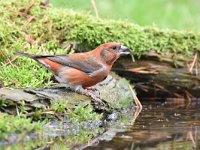 Loxia curvirostra 25, Kruisbek, Saxifraga-Luuk Vermeer