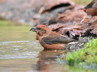 Loxia curvirostra 39, Kruisbek, Saxifraga-Luuk Vermeer