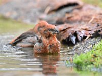 Loxia curvirostra 41, Kruisbek, Saxifraga-Luuk Vermeer