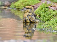 Loxia curvirostra 47, Kruisbek, Saxifraga-Luuk Vermeer