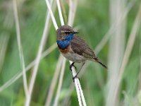 Luscinia svecica 137, Blauwborst, Saxifraga-Luuk Vermeer