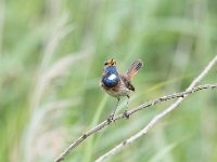 Luscinia svecica 54, Blauwborst, Saxifraga-Luuk Vermeer