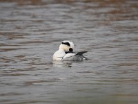 Mergellus albellus 16, Nonnetje, Saxifraga-Luuk Vermeer