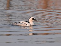 Mergellus albellus 32, Nonnetje, Saxifraga-Luuk Vermeer