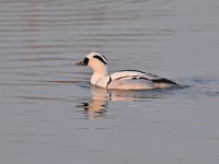 Mergellus albellus 34, Nonnetje, Saxifraga-Luuk Vermeer