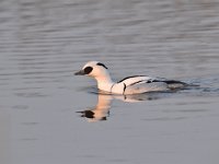 Mergellus albellus 36, Nonnetje, Saxifraga-Luuk Vermeer