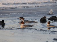 Mergus merganser 26, Grote zaagbek, Saxifraga-Luuk Vermeer