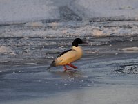 Mergus merganser 30, Grote zaagbek, Saxifraga-Luuk Vermeer