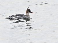 Mergus serrator 21, Middelste zaagbek, Saxifraga-Tom Heijnen