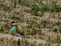Merops apiaster, Bee-eater