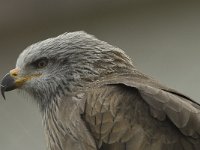 Milvus migrans 21, Zwarte wouw, Saxifraga-Willem van Kruijsbergen