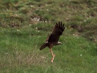Milvus migrans 25, Zwarte wouw, Saxifraga-Martin Mollet