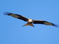 Milvus milvus 125, Rode wouw, Saxifraga-Bart Vastenhouw