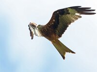 Milvus milvus 130, Rode wouw, Saxifraga-Mark Zekhuis