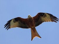 Milvus milvus 141, Rode wouw, Saxifraga-Mark Zekhuis