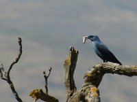 Monticola solitarius 6, Blauwe rotslijster, Saxifraga-Theo Verstrael