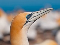 Close up of a australasian gannet