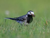 Motacilla alba 101, Witte kwikstaart, Saxifraga-Mark Zekhuis