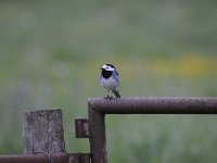 Motacilla alba 54, Witte kwikstaar, Saxifraga-Luuk Vermeer