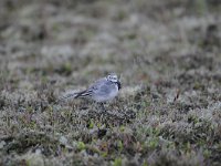 Motacilla alba 56, Witte kwikstaar, Saxifraga-Luuk Vermeer