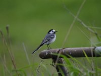 Motacilla alba 57, Witte kwikstaar, Saxifraga-Luuk Vermeer