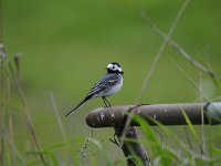 Motacilla alba 58, Witte kwikstaar, Saxifraga-Luuk Vermeer