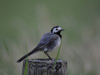 Motacilla alba 60, Witte kwikstaar, Saxifraga-Luuk Vermeer