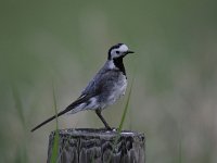 Motacilla alba 61, Witte kwikstaar, Saxifraga-Luuk Vermeer