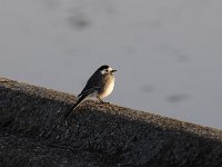 Motacilla alba 63, Witte kwikstaar, Saxifraga-Luuk Vermeer