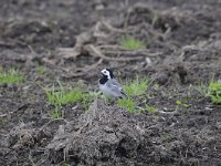 Motacilla alba 67, Witte kwikstaar, Saxifraga-Luuk Vermeer