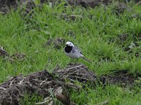 Motacilla alba 69, Witte kwikstaar, Saxifraga-Luuk Vermeer