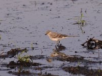 Motacilla alba 72, Witte kwikstaar, Saxifraga-Luuk Vermeer