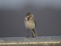 Motacilla alba 77, Witte kwikstaar, Saxifraga-Luuk Vermeer