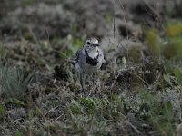 Motacilla alba 80, Witte kwikstaar, Saxifraga-Luuk Vermeer