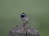 Motacilla alba 83, Witte kwikstaar, Saxifraga-Luuk Vermeer