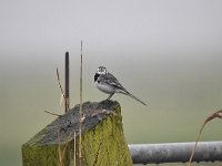 Motacilla alba 85, Witte kwikstaar, Saxifraga-Luuk Vermeer