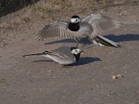 Motacilla alba 89, Witte kwikstaar, Saxifraga-Luuk Vermeer