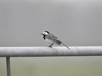 Motacilla alba 91, Witte kwikstaar, Saxifraga-Luuk Vermeer