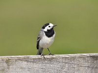 Motacilla alba 94, Witte kwikstaar, Saxifraga-Luuk Vermeer