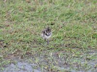 Motacilla alba 96, Witte kwikstaar, Saxifraga-Luuk Vermeer