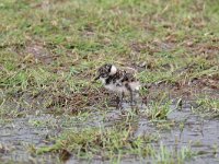 Motacilla alba 97, Witte kwikstaar, Saxifraga-Luuk Vermeer