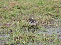 Motacilla alba 98, Witte kwikstaar, Saxifraga-Luuk Vermeer