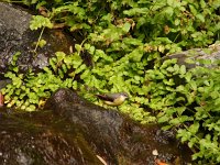 Motacilla cinerea 3, Grote gele kwikstaart, Saxifraga-Harry van Oosterhout : Gomera, Canarische eilanden, vogel, grote gele kwikstaart