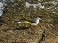 Motacilla cinerea 46, Grote gele kwikstaart, Saxifraga-Willem van Kruijsbergen