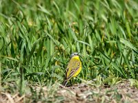 Motacilla flava 105, Gele kwikstaart, adult, male, Saxifraga-Theo Verstrael