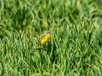 Motacilla flava 106, Gele kwikstaart, adult, male, Saxifraga-Theo Verstrael