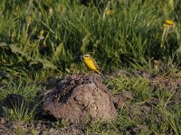 Motacilla flava 54, Gele kwikstaart, Saxifraga-Luuk Vermeer