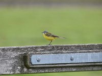 Motacilla flava 55, Gele kwikstaart, Saxifraga-Luuk Vermeer