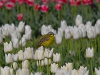 Motacilla flava 56, Gele kwikstaart, Saxifraga-Luuk Vermeer